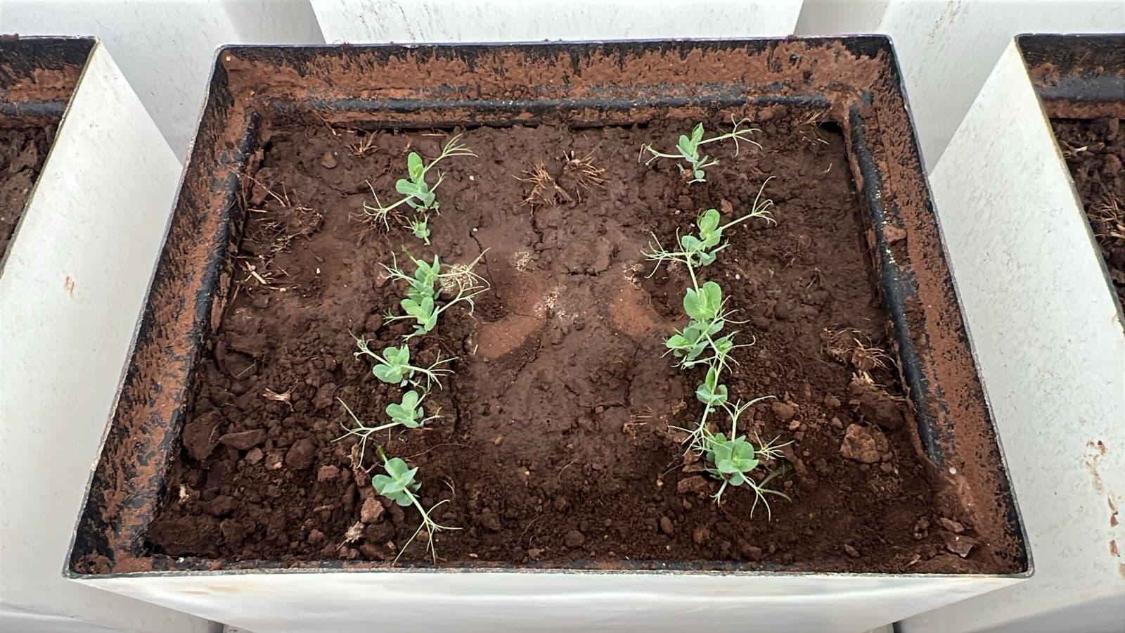 Jeunes plantes de pois dans un conteneur lysimétrique de la plateforme PHENO-MA