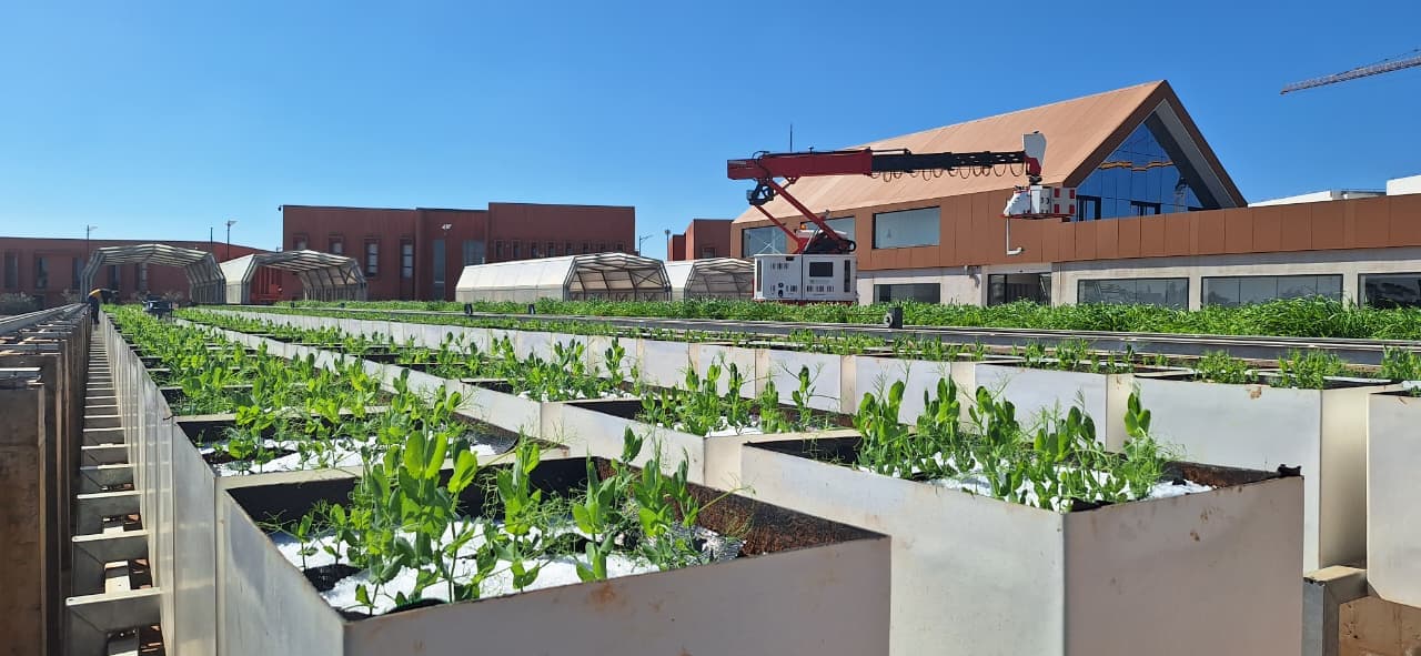 Rangées de lysimètres plantés en pois sur la plateforme PHENO-MA de l'UM6P à Ben Guerir