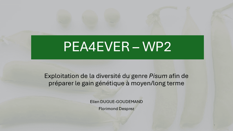 Pea4Ever diversité génétique - Avancement du WP2