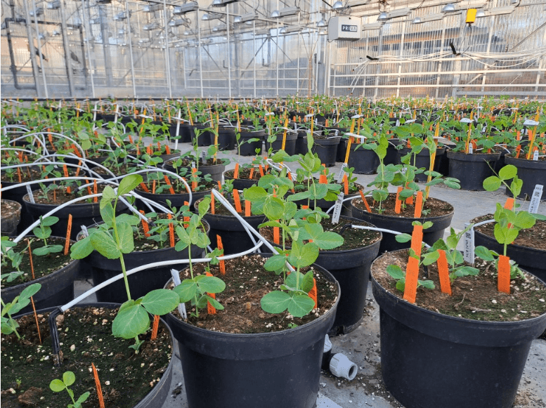 Recherche pois protéagineux